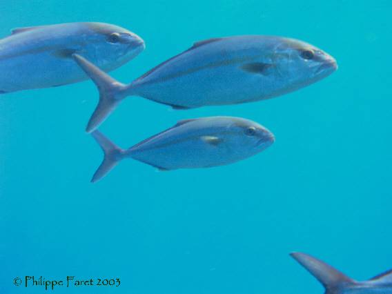 Greater amberjack.jpg